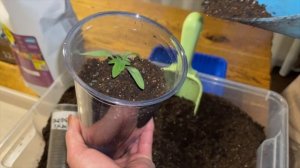 Лучший и надежный способ пикировки томатов!