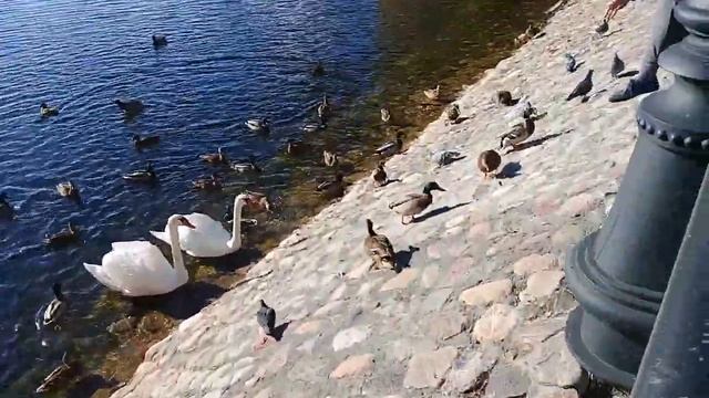 Лена и утки смотреть онлайн