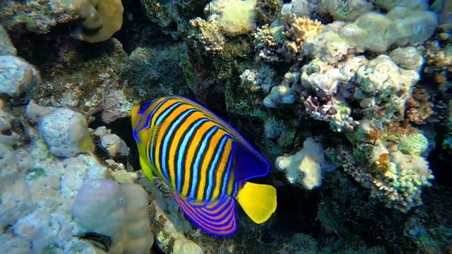 💖 21 Secondes Avec Le Poisson Ange Royal 🤿