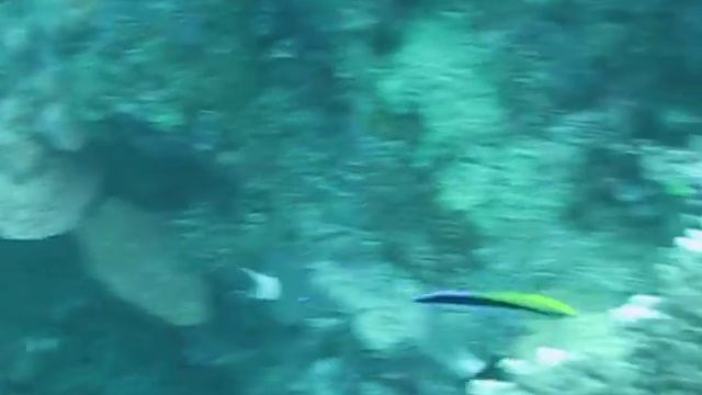 Bluestreak cleaner wrasse смотреть онлайн