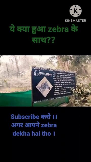 ye kya hua zebra ke saath😰#shorts #masti #virals #patna #neetaspirant #medicos'4s#medical#neet #zo смотреть онлайн