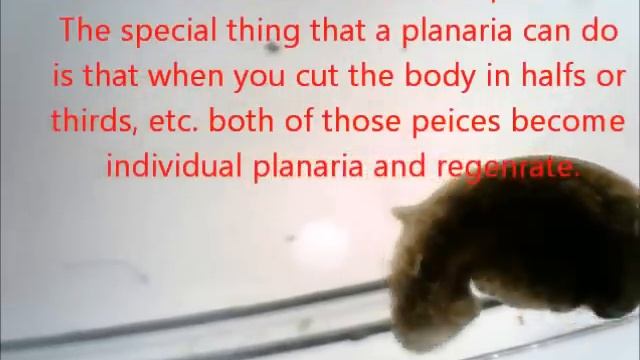 Planaria Video смотреть онлайн