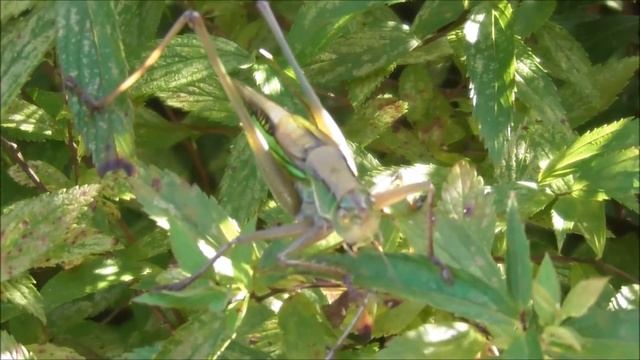 20170816キリギリスの鳴き声 смотреть онлайн
