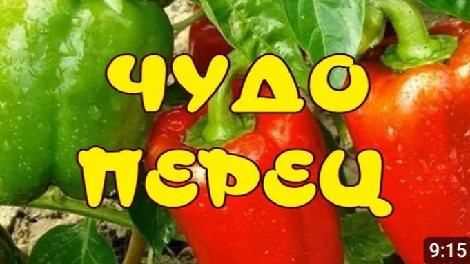 РАССАДА СЛАДКОГО ПЕРЦА от А до Я. КАК ВЫРАСТИТЬ БОЛГАРСКИЙ ПЕРЕЦ. КОГДА САЖАТЬ ПЕРЕЦ.