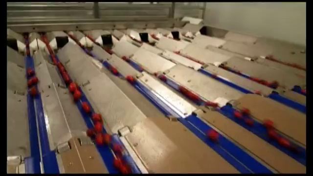 Сортировка черешен CERIMA