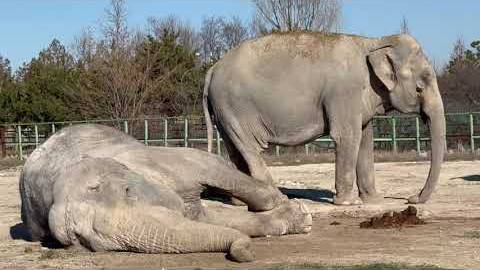 18+ Смотреть не всем! Слониха Джени умерла и Магда не понимает что произошло… смотреть онлайн