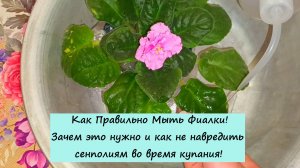 Как Правильно Мыть Фиалки! Зачем это нужно и как не навредить сенполиям во время купания!