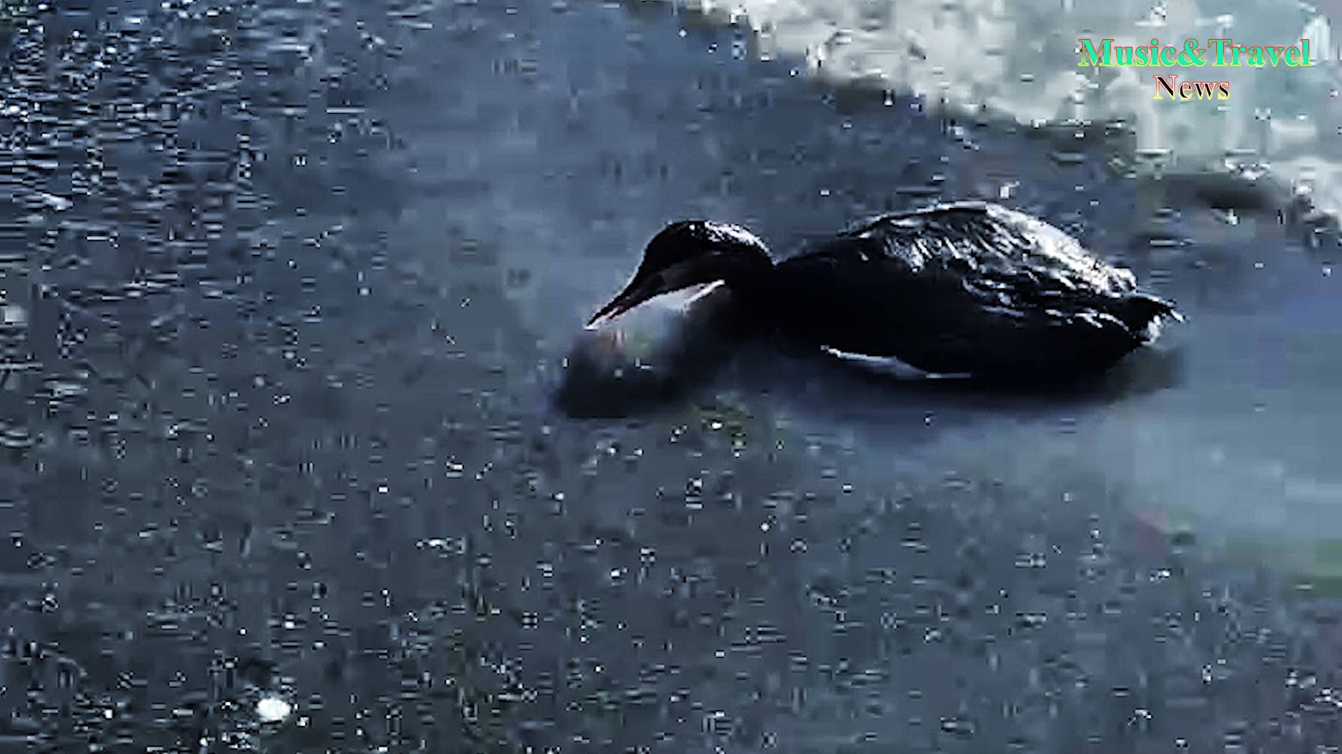 Абхазия. Побережье усеяно мертвыми птицами 😱 смотреть онлайн