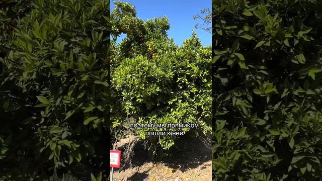 Underwood Family Farms смотреть онлайн
