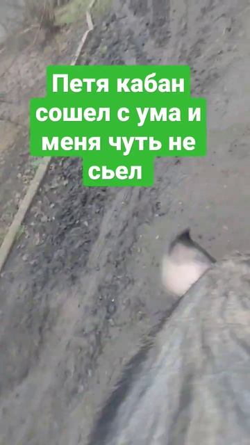 Кабан Петя озверел и кинулся на меня 😒#кабаны #кабан #pets #farm #свиньикакбизнес смотреть онлайн