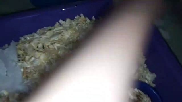 Уборка в клетке хомяка 🐹❤️ смотреть онлайн