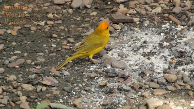 Animais Ao Nosso Redor: Sons De Animais De Fazenda, Animais Selvagens, Vaca, Elefante, Cavalo, Porc