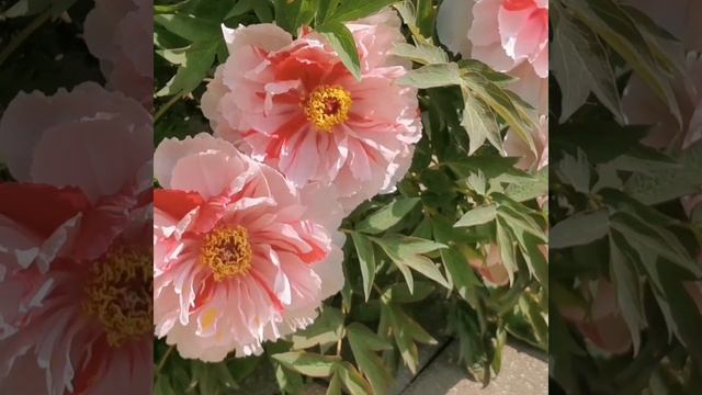 青石话牡丹芍药 牡丹品种：二乔 岛锦 芳纪 Tree Peony ：Er qiao ；Shima Nishiki ；Hohki смотреть онлайн