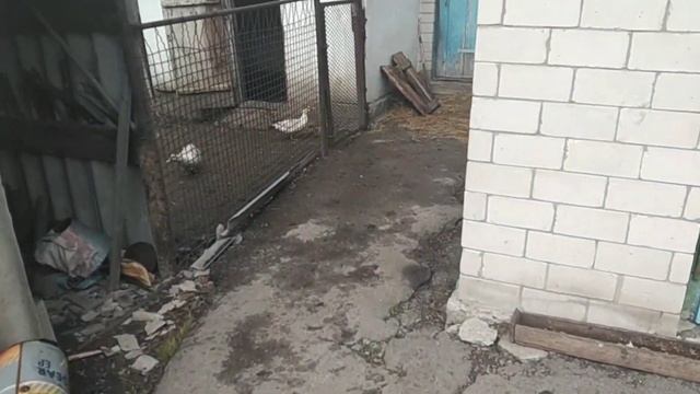 Частный сектор/Утки/Цветы/Лимоны 🦆🌷🍋 смотреть онлайн