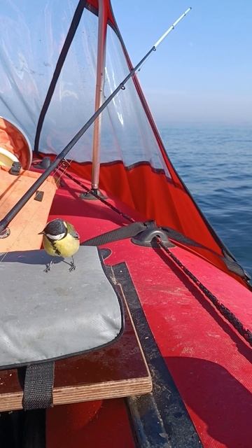 птичка на обед смотреть онлайн