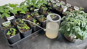 Хотите КРЕПКУЮ и НИЗКУЮ РАССАДУ и МОЩНЫЙ РОСТ КОРНЕЙ, Полейте 1 раз ЭТИМ всю рассаду Томатов, Перцев