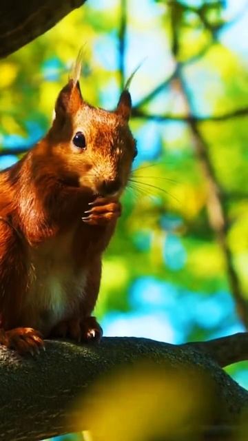 Сказка… #4k #животные #4kvideo #animals #shortsvideo #birds #ara #monkey #fish #lynx смотреть онлайн