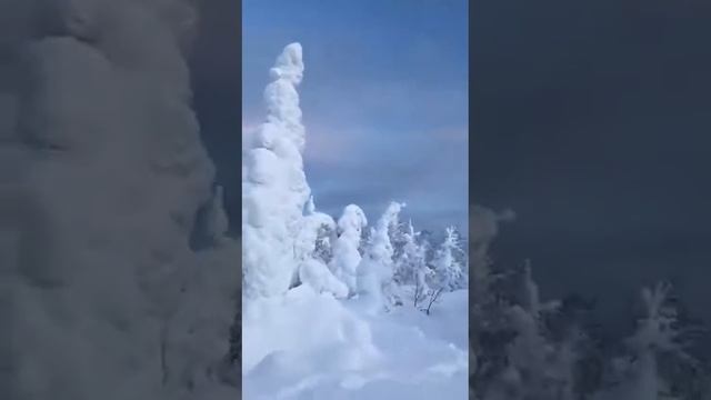 Снежный лес смотреть онлайн