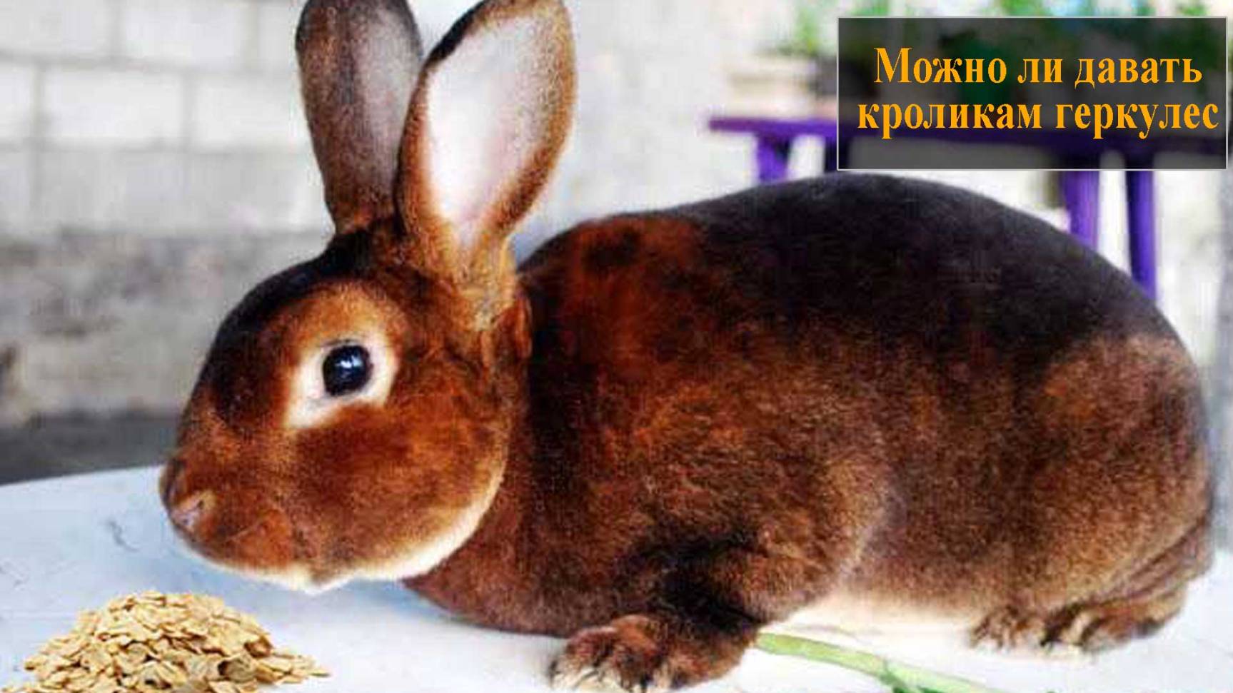 Давать кроликам геркулес смотреть онлайн