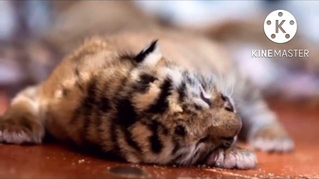 Тигрица не могла разродится, но то что произошло через мгновенье не укладывается в голове смотреть онлайн