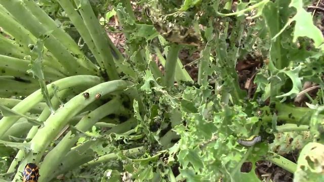 Our Kale Was Devoured by Cross-Striped Cabbageworms, Harlequin Bugs, and Aphids. смотреть онлайн