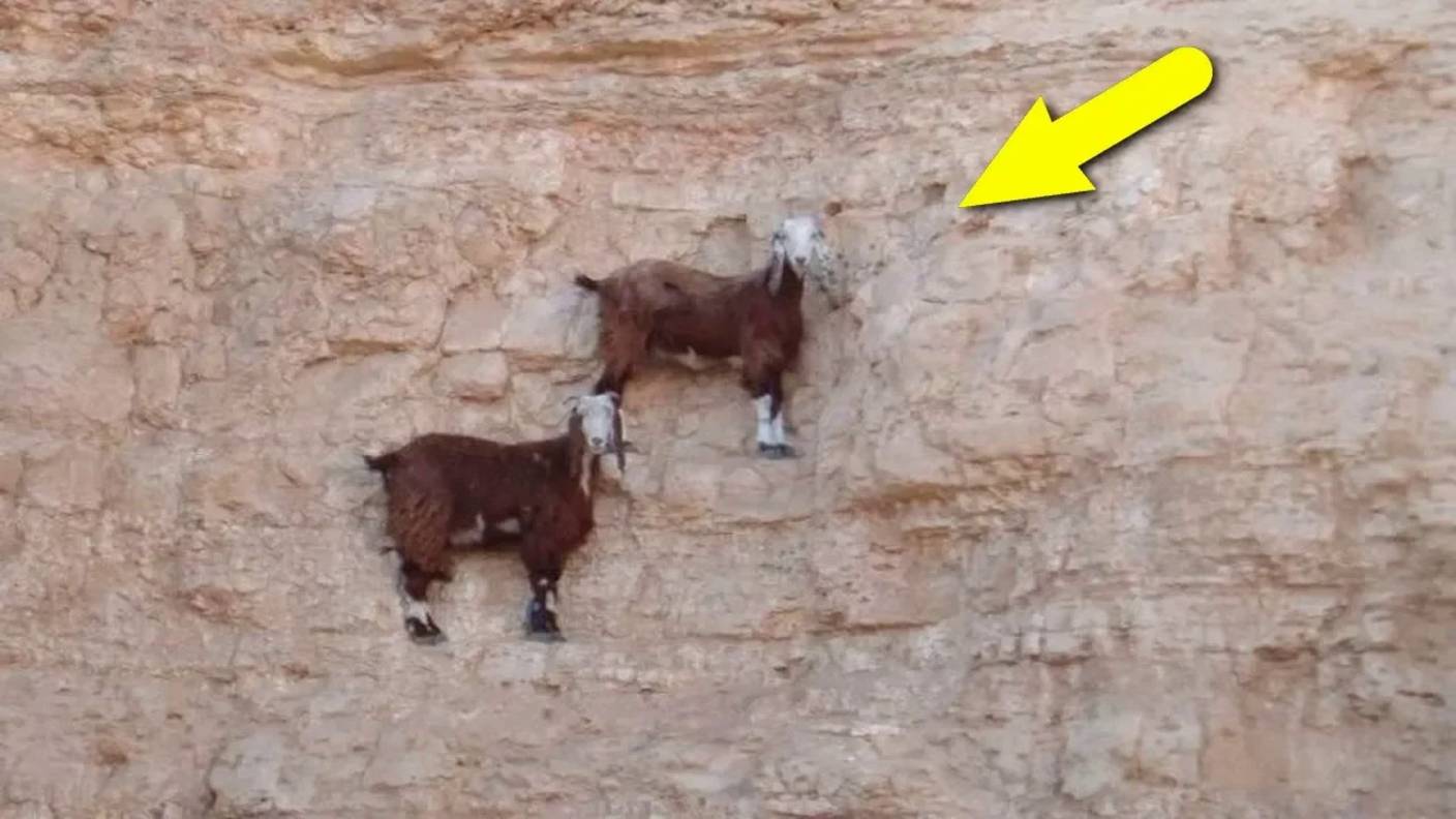 Удивительные способности животных смотреть онлайн