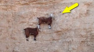 Удивительные способности животных