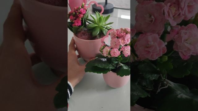 Почему каланхое вытягивается и не пышное как при покупке?