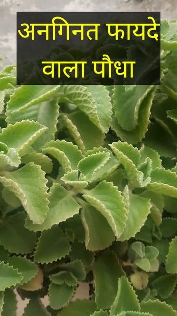 #shorts #trending #viral | Mexican Mint Plant | Indian Borage Plant
