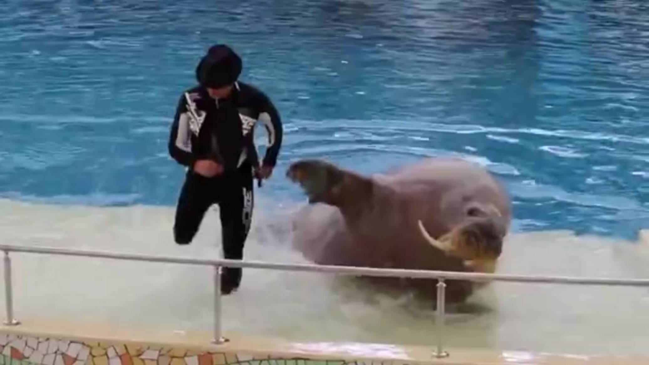 Танцующий морж . смотреть онлайн