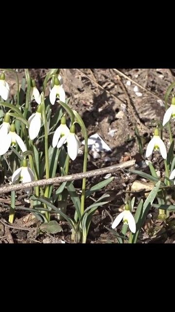Подснежники смотреть онлайн