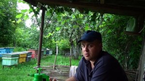 Что делать с трутовой пчелиной семьей на пасеке?