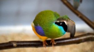 Амадина Гульда поёт