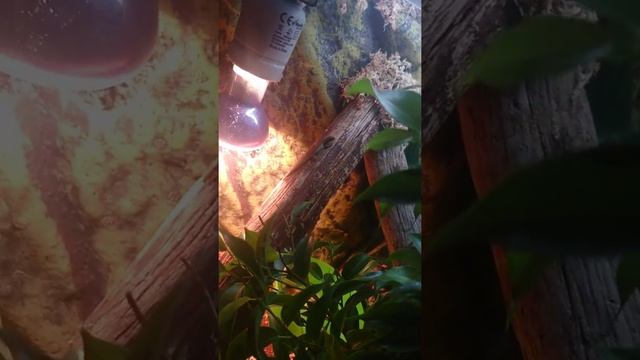 My Lygodactylus Conraui смотреть онлайн