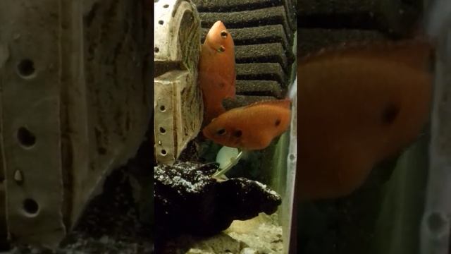 ХРОМІС - КРАСЕНЬ (ХРОМИС - КРАСАВЕЦ) смотреть онлайн