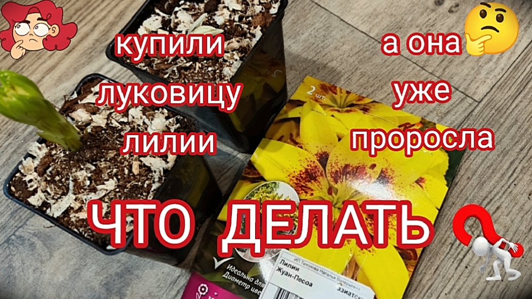 Лилия.Покупка и посадка смотреть онлайн