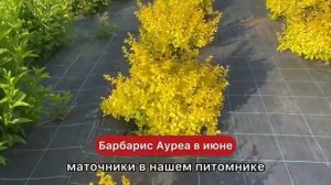 Великолепный барбарис Ауреа с листьями желтого цвета!