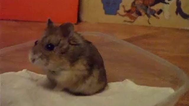 Federico смотреть онлайн