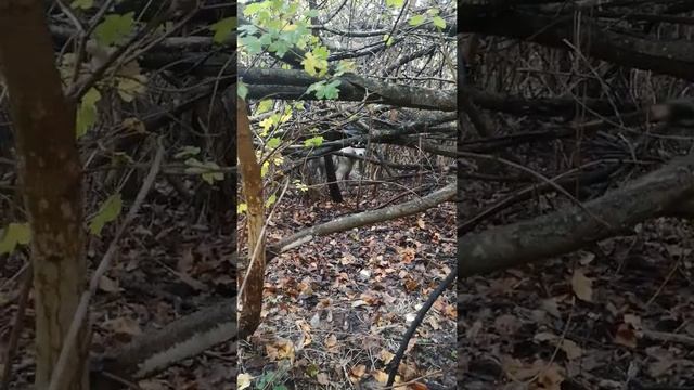 ЗСЛ смотреть онлайн