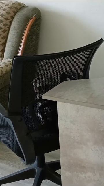 Залезла на стул