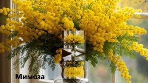 Мимоза — цветок преданной и вечной любви.