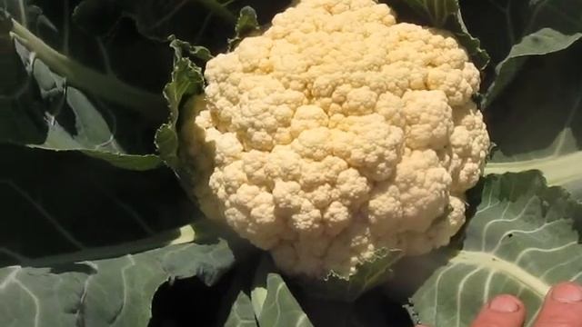 Радует урожай цветной капусты смотреть онлайн