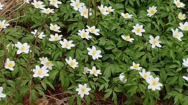 Первые цветы. смотреть онлайн