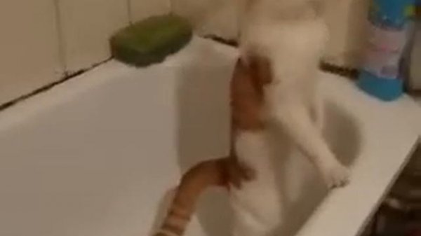 кот срет на видео