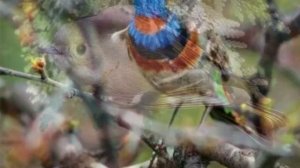 Никольский  птицы белые мои