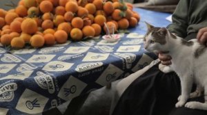 Город кошек (Kedi), Стамбул, 2016.