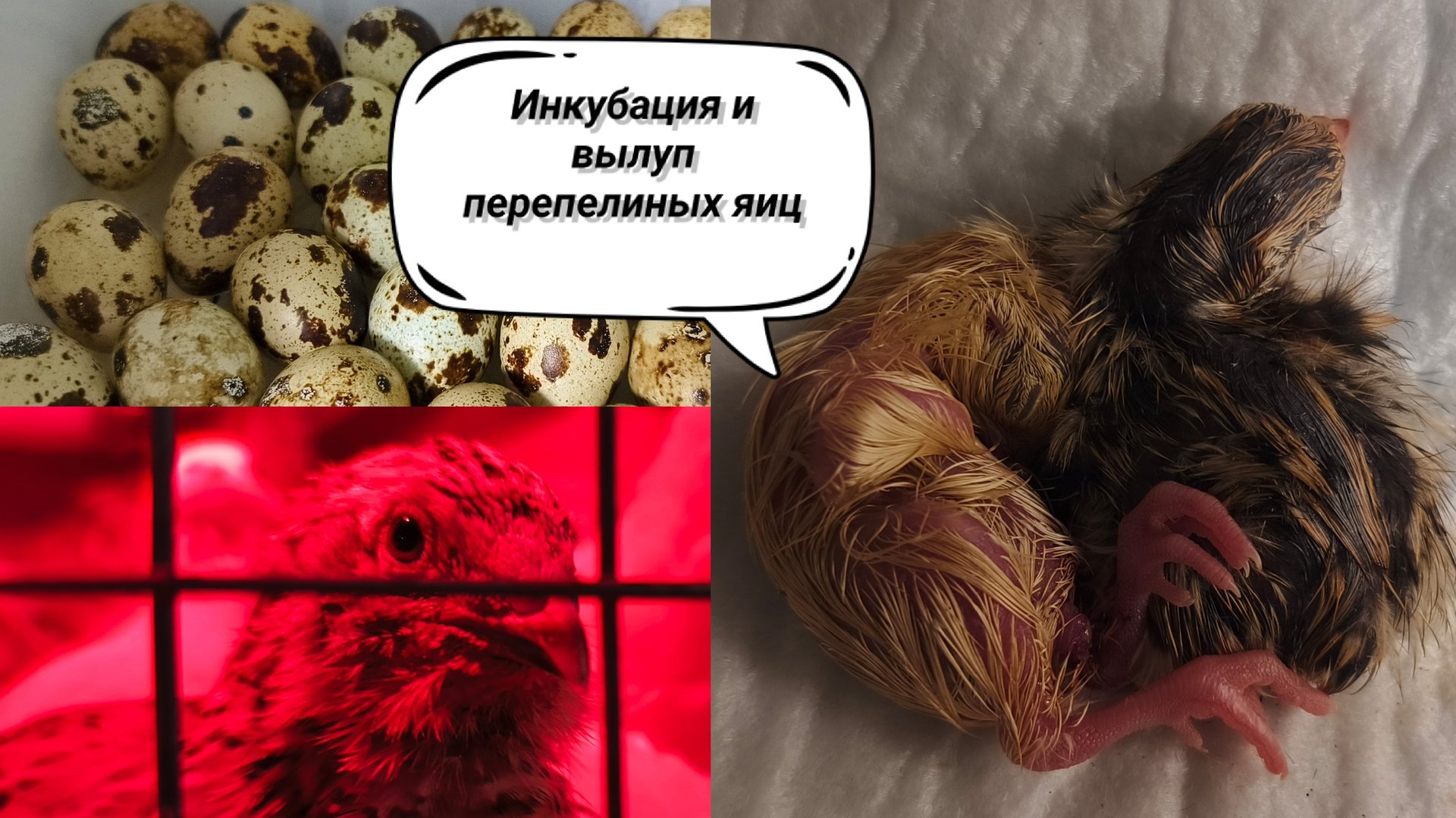 Вылуп перепелов.Инкубация перепелиных яиц смотреть онлайн