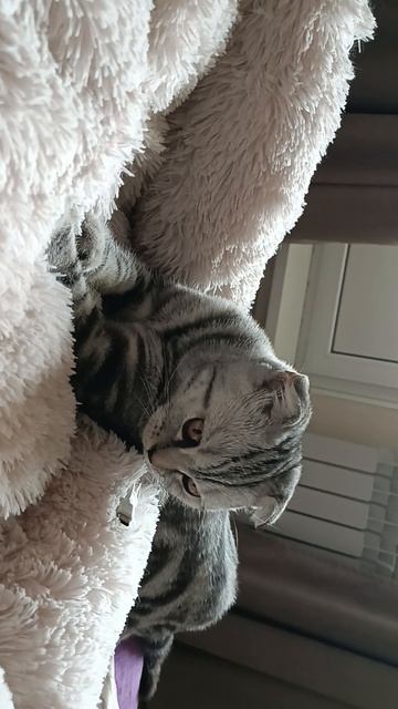 Делает лапки