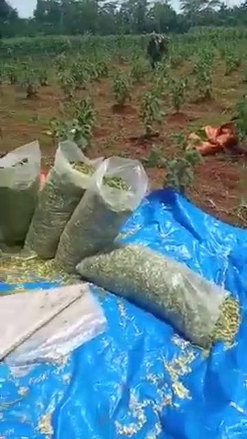 SILASE SORGUM JAGUNG || PAKAN SILASE TEBON JAGUNG || PETERNAK MILENIAL смотреть онлайн