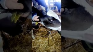 Прижигание рогов теленку